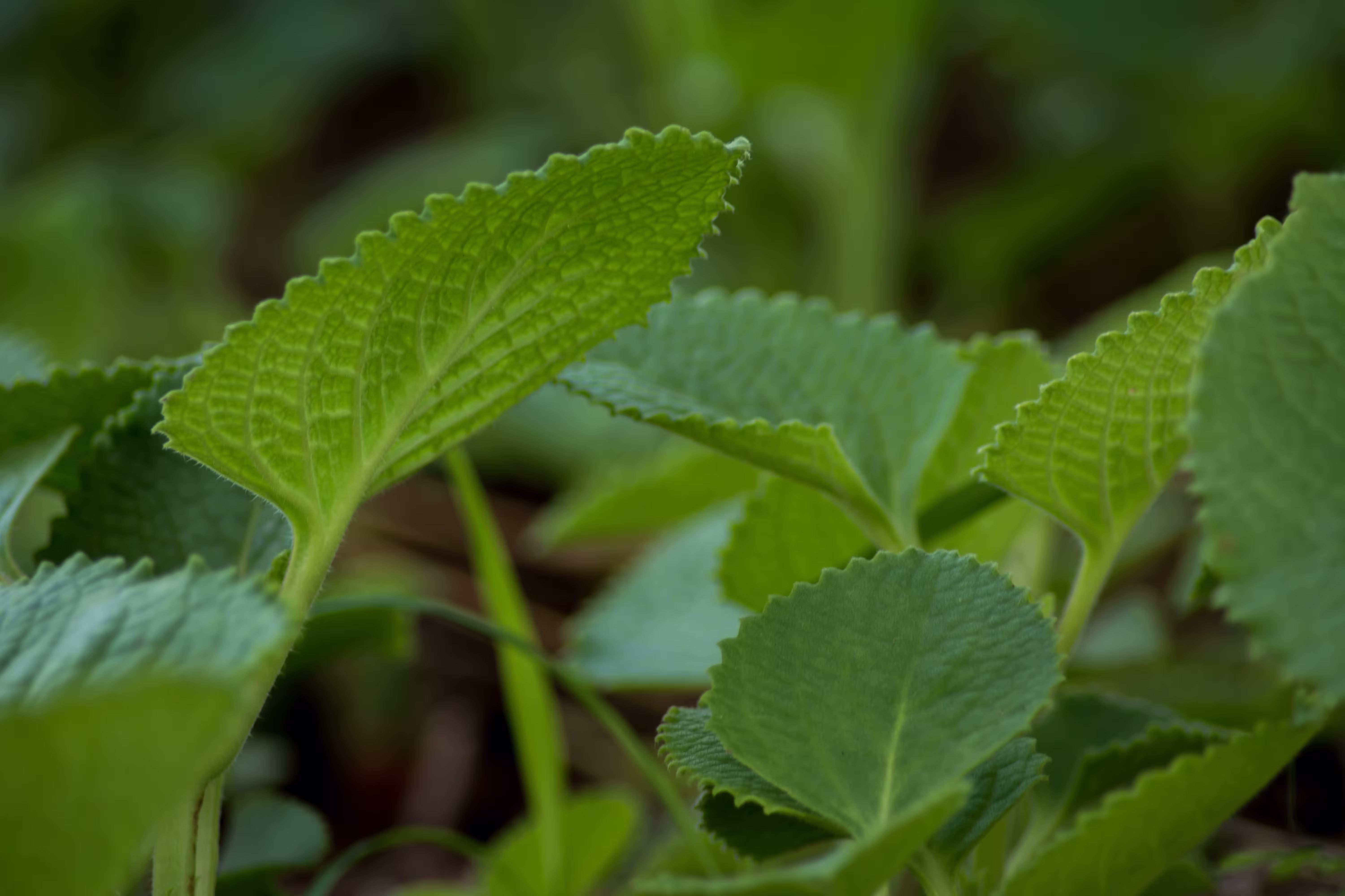healthy green ajwain plant that used in cooking and natural remedies that made with these leaves.